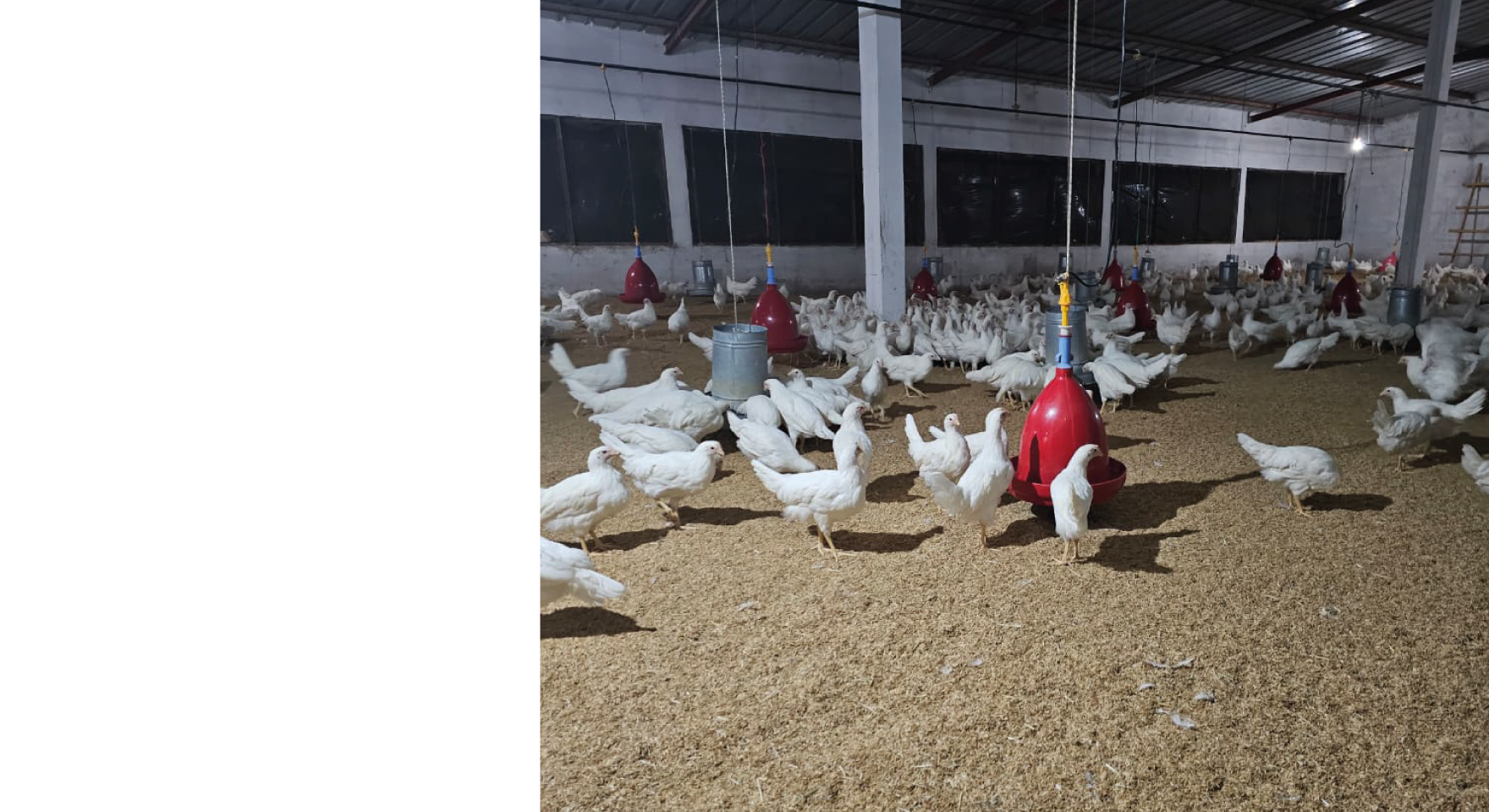 Élever des poulets de manière éthique et rentable