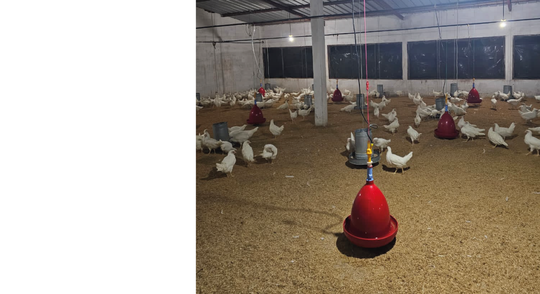 Poulets nourris à l'herbe et élevés en pâturage